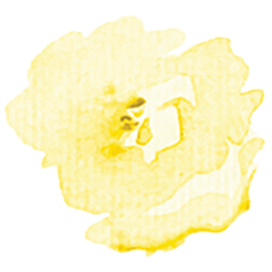 Yellow Rose